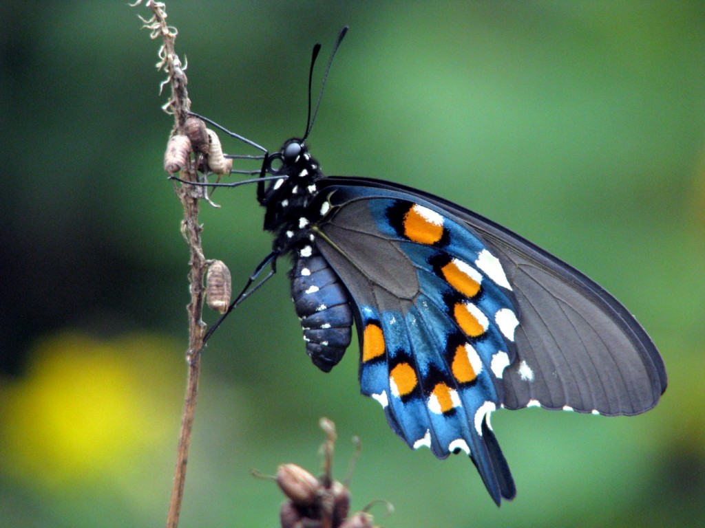 Pipevine Swallowtail released in yard by Karl & Dorothy Legler