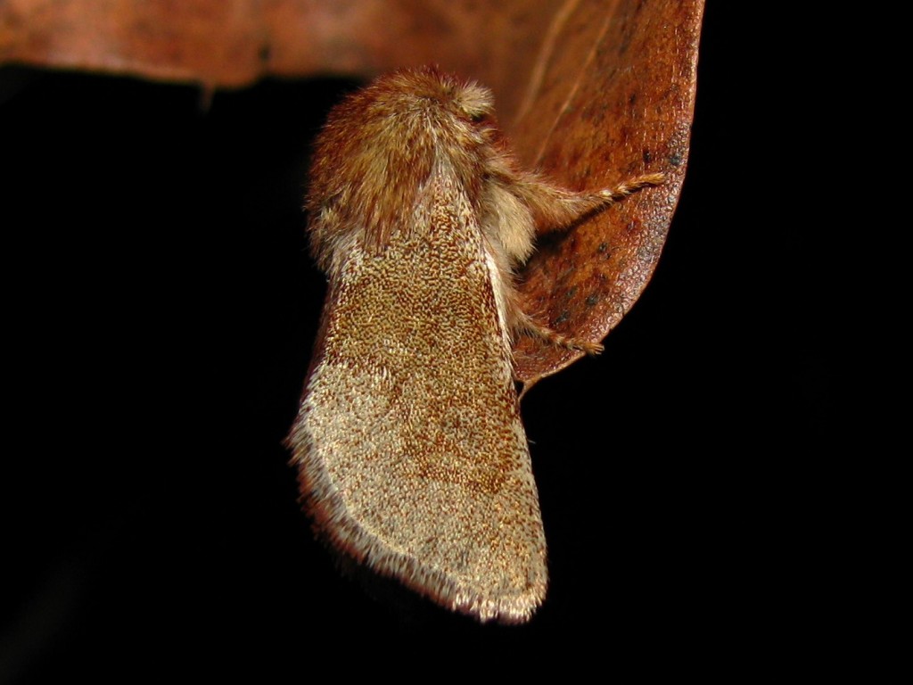 Fawn Sallow (Psaphida styracis) resting on oak leaf; Kyle Johnson; 2nd Place