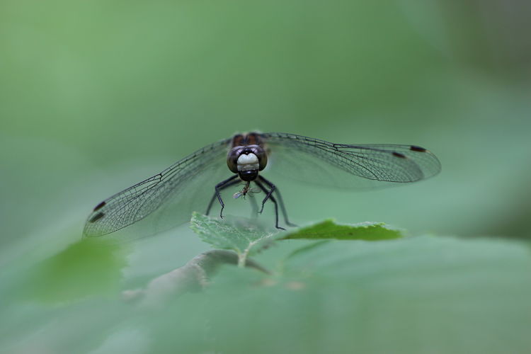 A dragonfly eating a fungus gnat
